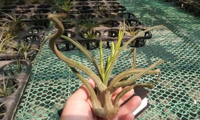 菠萝的种植与管理(从土壤到果实) 菠萝的种植与管理(从土壤到果实)