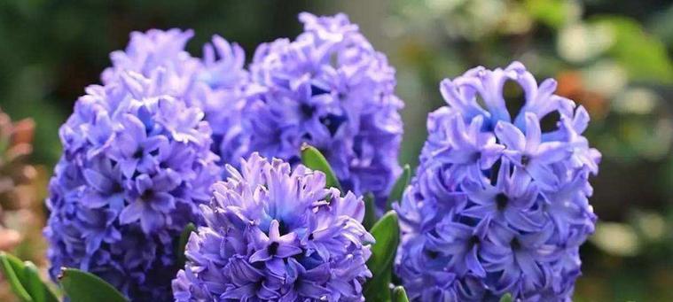 风信子花语（探秘风信子的神秘花语）