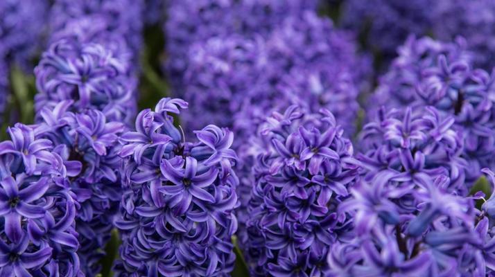风信子花语（探秘风信子的神秘花语）