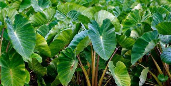 芋艿成熟期及其收获时间（探究芋艿的种植及收获技巧）