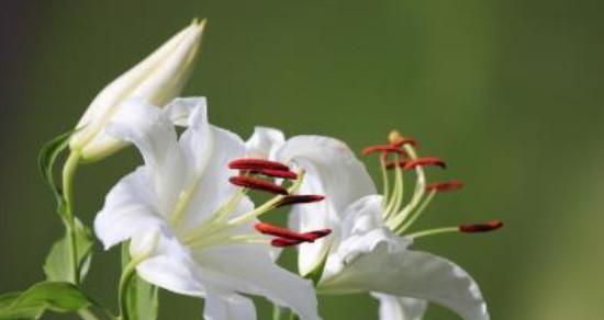 爱慕不语——以暗恋为主题的花语（解读花语）
