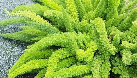 山药喜阴还是喜阳光（探究山药生长的环境条件）