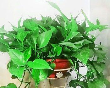 吊兰的空气净化功效及吸附甲醛的能力（让您的空气更清新）
