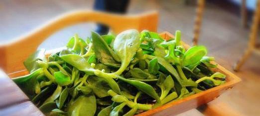 穿心莲的生长条件（喜阳还是喜阴）