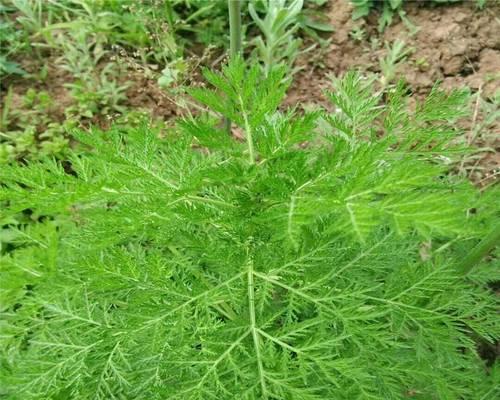 探秘神秘的艾青植物（揭开艾青的药用价值与历史传承）