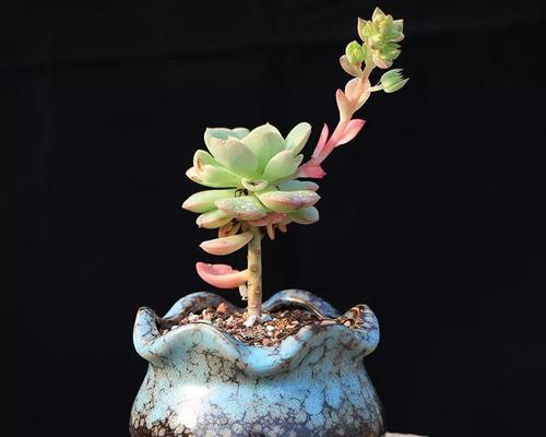 小口陶罐，适合种植哪些植物（打造精致花园）