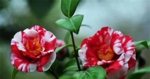 茶花的花语与意义（一朵茶花）