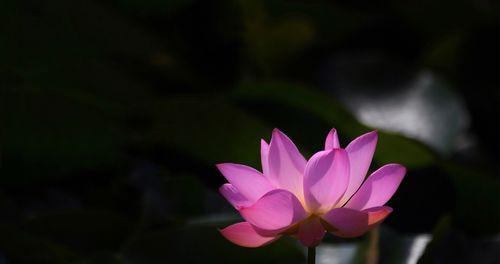 荷花的花语与寓意（探寻荷花的美丽之源）