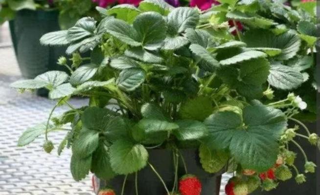 草莓种植的土壤要求（草莓生长的关键条件和最佳土壤类型）