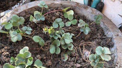 草莓种植的土壤要求（草莓生长的关键条件和最佳土壤类型）