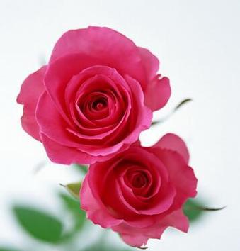 玫瑰花语的意义与传承（探寻玫瑰花背后的情感密码）