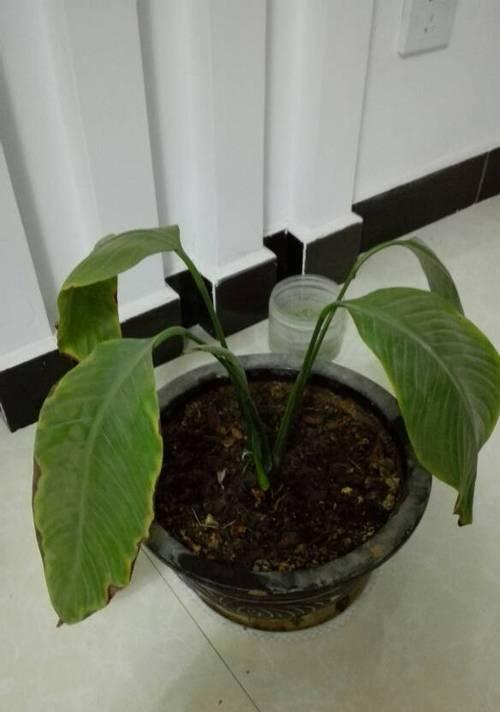 芍药叶子发蔫的原因及补救方法（如何有效避免芍药叶子发蔫）