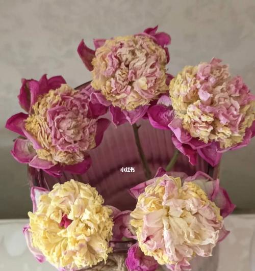 芍药叶子发蔫的原因及补救方法(如何有效避免芍药叶子发蔫)