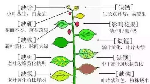 芍药叶子发蔫的原因及补救方法（如何有效避免芍药叶子发蔫）