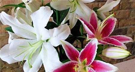 百合花语（探索百合花语的深意与传承）