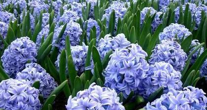 风信子花语（以风信子花语为纽带）