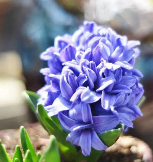 风信子花语（以风信子花语为纽带）