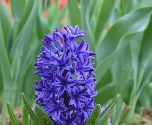 风信子花语（以风信子花语为纽带）
