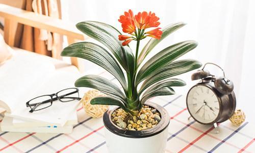 室内花卉推荐（15种不怕阴暗的室内花卉）