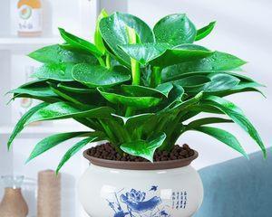 室内花卉推荐（15种不怕阴暗的室内花卉）