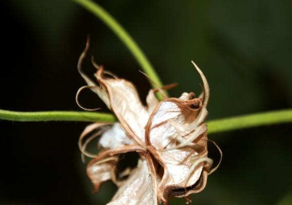 探秘棉花的花语及寓意（揭开棉花的神秘面纱）