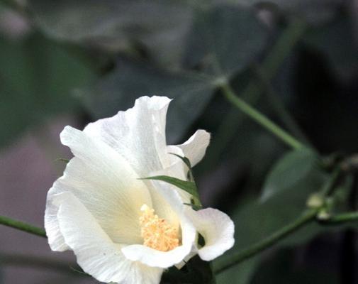 探秘棉花的花语及寓意（揭开棉花的神秘面纱）