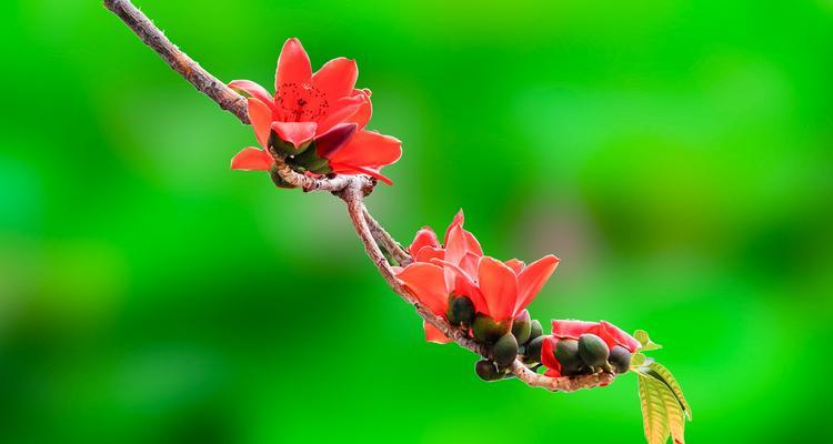 探秘棉花的花语及寓意（揭开棉花的神秘面纱）