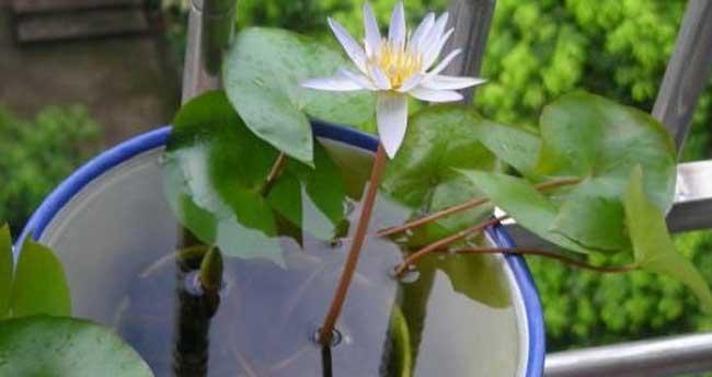 白糖水是否适合作为浇花用途（白糖水浇花可行性分析及注意事项）