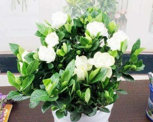 白糖水是否适合作为浇花用途（白糖水浇花可行性分析及注意事项）