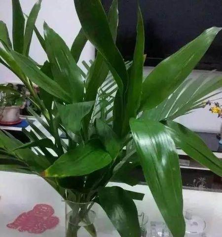 白糖水是否适合作为浇花用途（白糖水浇花可行性分析及注意事项）