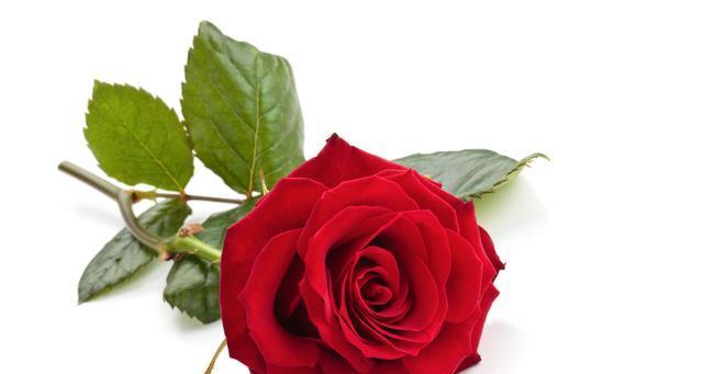 玫瑰花的花语及其传承（玫瑰花的含义与表达方式探索与传承）