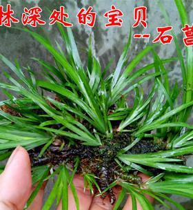 蒲草的浇水时间和正确方法（掌握蒲草浇水的技巧）