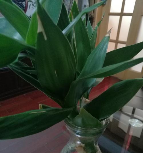 观音竹的风水布置（让家居环境更加吉祥如意）