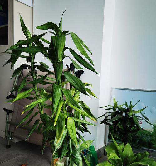 观音竹的风水布置（让家居环境更加吉祥如意）