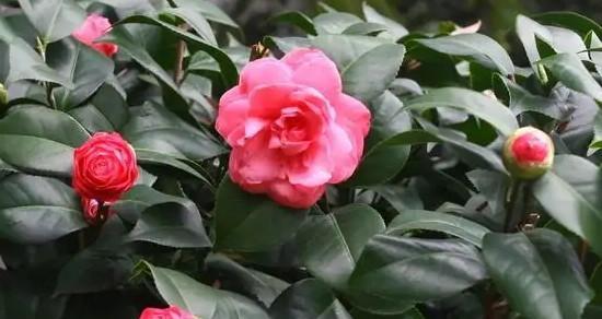 茶花花语（茶花的代表意义及其在日常生活中的应用）