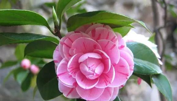 茶花花语（茶花的代表意义及其在日常生活中的应用）