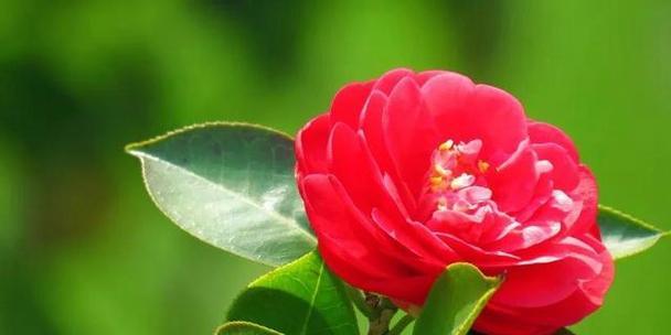 茶花花语（茶花的代表意义及其在日常生活中的应用）
