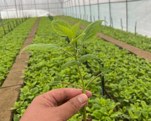 如何种植绣球花（绣球种子的选择和种植技巧）
