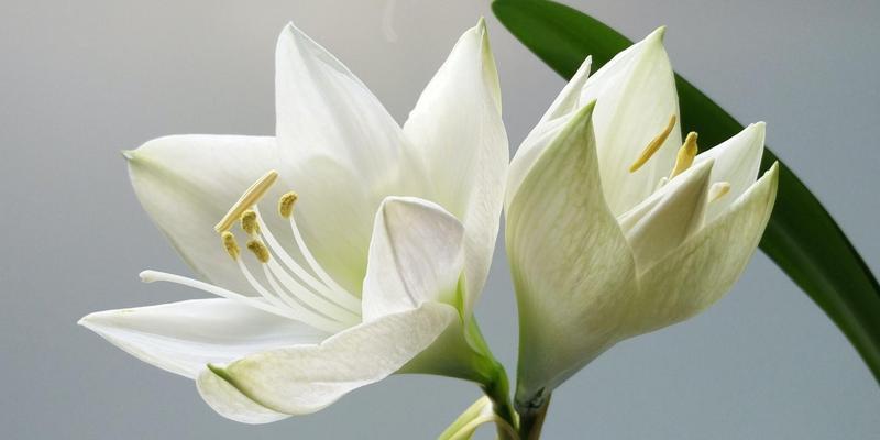 百合花语的意义与传承（探寻百合花的深层涵义与文化传承）