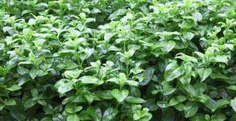 穿心莲高产种植技术与管理方法（打造高产优质的穿心莲种植园）