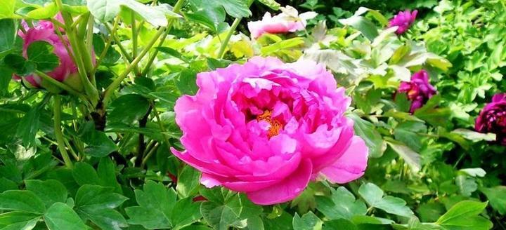 牡丹花（探寻牡丹花语的深意）