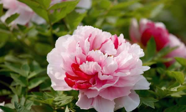 牡丹花（探寻牡丹花语的深意）