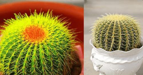 如何在家种植健康的仙人球（掌握这些窍门）