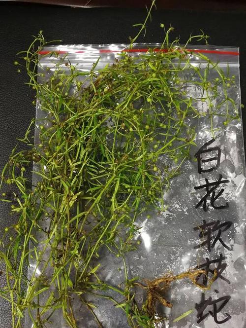 蛇针草与蛇舌草的区别——探究两种草本植物的特点 蛇针草与蛇舌草的区别——探究两种草本植物的特点