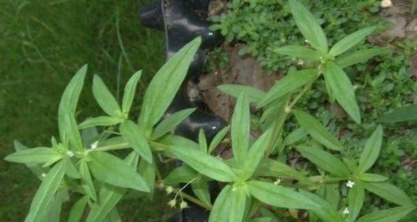 蛇针草与蛇舌草的区别——探究两种草本植物的特点 蛇针草与蛇舌草的区别——探究两种草本植物的特点
