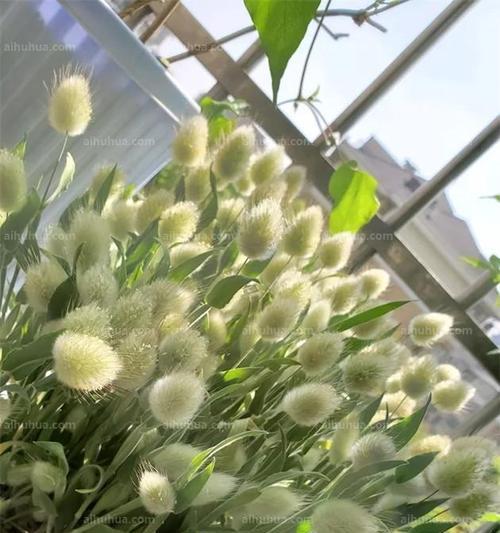 兔尾草的最佳播种时间(把握时机) 兔尾草的最佳播种时间(把握时机)