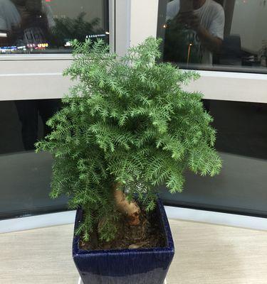澳洲杉的浇水之道（多久浇一次水才是最合适）