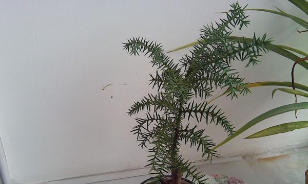 澳洲杉的浇水之道（多久浇一次水才是最合适）