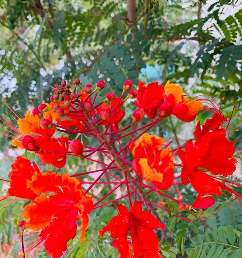 凤凰花的开花季节（盛夏绽放）