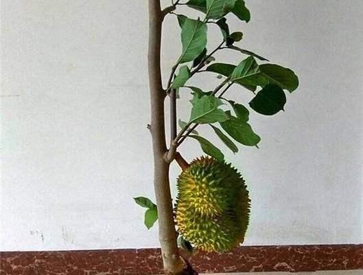 榴莲核能种，盆栽不难（探秘榴莲种子的种植方法）